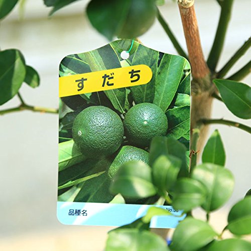 Amazon.co.jp: 庭木・果樹・植木・苗木：スダチ（すだち）／酢橘 *7号